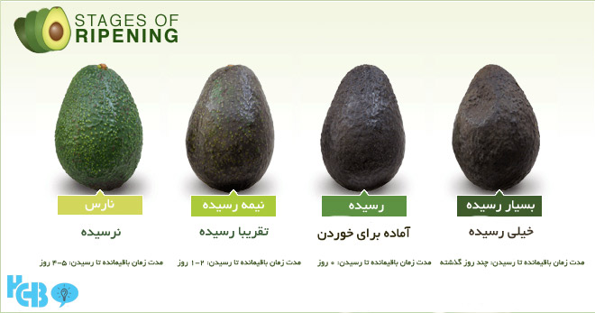 نحوه تشخیص آواکادو رسیده از نارس