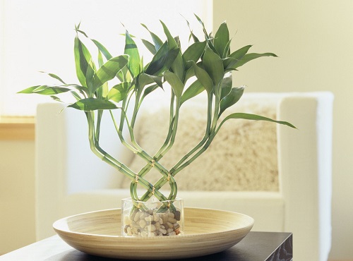 lucky bamboo