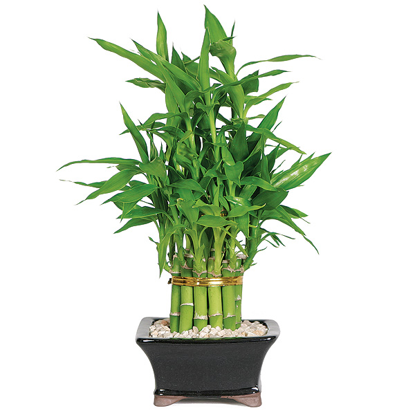care of bamboo