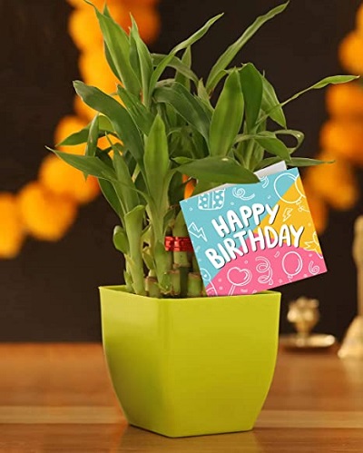 Bamboo as a gift