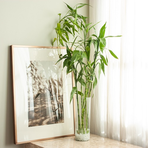 lucky Bamboo 2